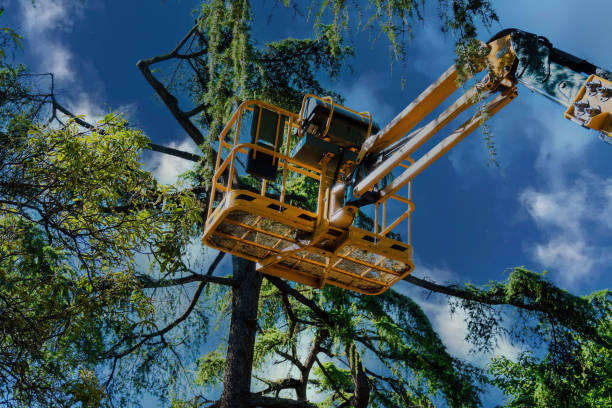 Best Local Tree Services  in Spry, PA